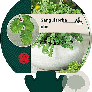 Sanguisorba minor GM P9