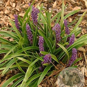 Liriope muscari 'John Burch' GM P9