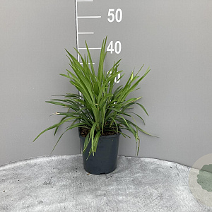 Liriope muscari 'Moneymaker' GM 2,0L