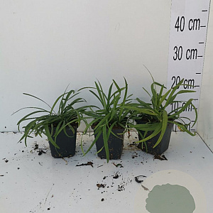 Liriope muscari 'Royal Purple' GM P9