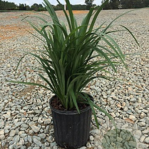 Liriope muscari 'Super Blue' GM P9