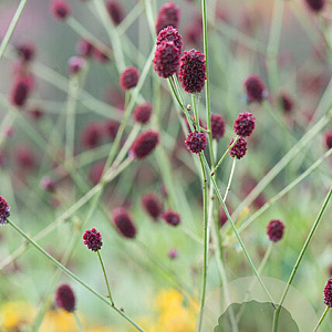 Sanguisorba officinalis GM P9