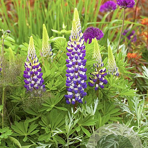 Lupinus Lupinova Cierra GM  P11