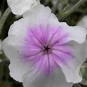 Lychnis coronaria 'Oculata' GM P9