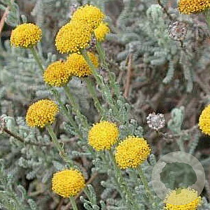 Santolina chamaecyparissus GM P9