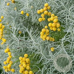 Santolina chamaecyparissus GM P9