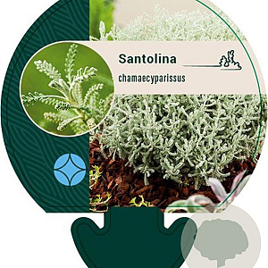 Santolina chamaecyparissus GM P9