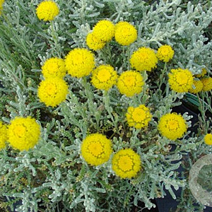 Santolina chamaecyparissus GM P9