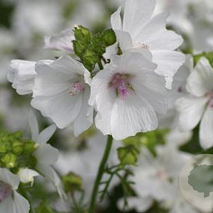 Malva sylvestris 'Dema' GM P9