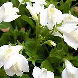 Mazus reptans 'Albus' GM P9