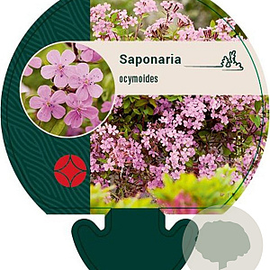 Saponaria ocymoides GM P9