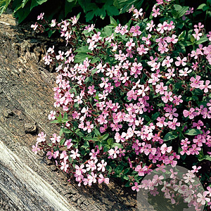 Saponaria ocymoides GM P9
