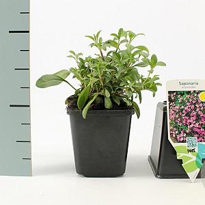 Saponaria ocymoides GM P9