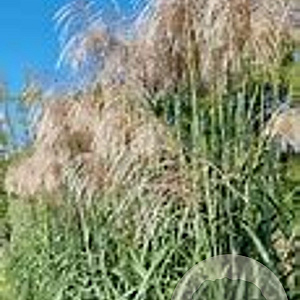 Miscanthus giganteus 'Meidl' GM  P11