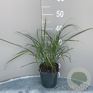 Miscanthus sinensis GM 2,0L