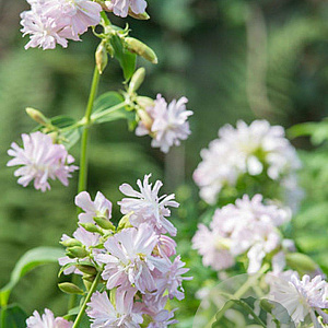 Saponaria officinalis GM P9