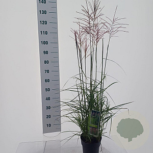 Miscanthus sin. 'Ferner Osten' GM C3