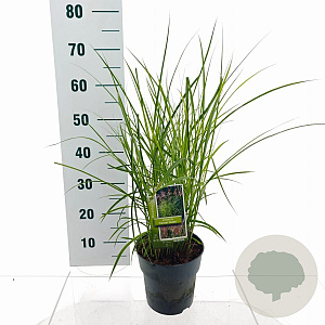 Miscanthus sin. 'Ferner Osten' GM C3