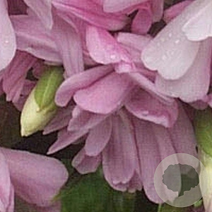 Saponaria officinalis 'Rosea Plena' GM P9