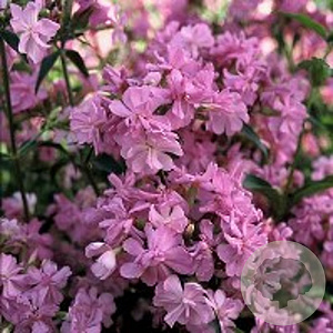 Saponaria officinalis 'Rosea Plena' GM P9