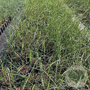 Miscanthus sin. 'Malepartus' GM 2,0L