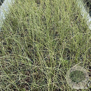 Miscanthus sin. 'Morning Light' GM 2,0L