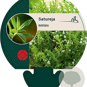 Satureja montana GM P9