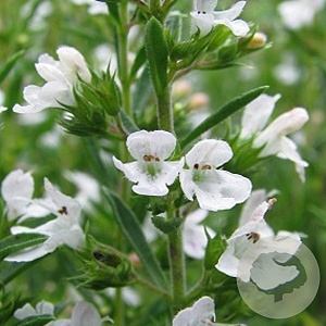 Satureja montana GM P9