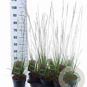 Molinia caerulea 'Heidebraut' 40-70 cm 2,0L