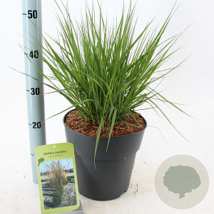 Molinia caerulea 'Heidebraut' 50-80 cm 6,5L
