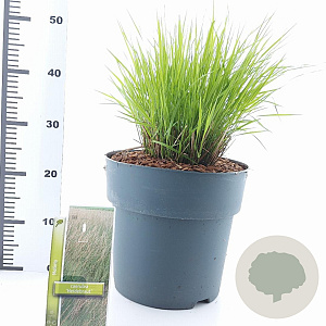 Molinia caerulea 'Heidebraut' 60-100 cm 12L