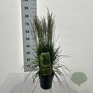Molinia caerulea 'Torch' GM C3
