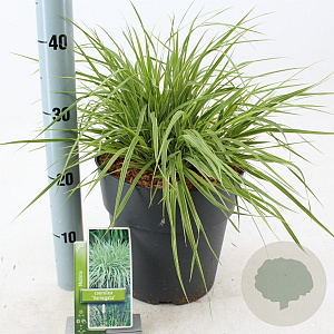 Molinia caerulea 'Variegata' 50-80 cm 6,5L