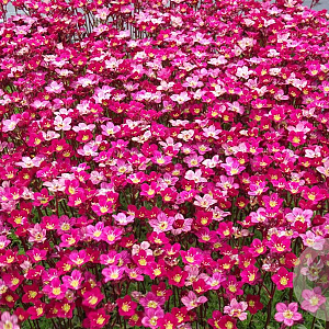 Saxifraga (A) 'Peter Pan' GM P9