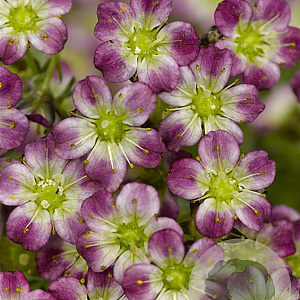 Saxifraga (A) 'Peter Pan' GM P9