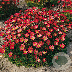 Saxifraga (A) 'Peter Pan' GM P9