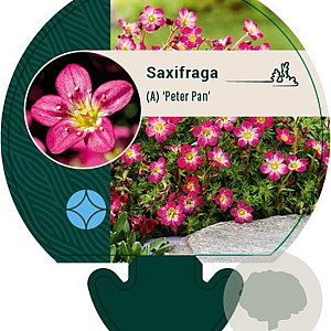 Saxifraga (A) 'Peter Pan' GM P9