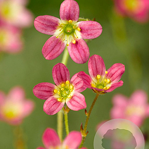 Saxifraga (A) 'Purpurteppich' GM P9