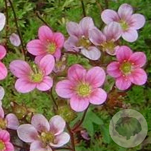 Saxifraga (A) 'Purpurteppich' GM P9