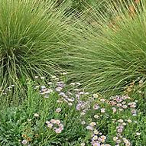 Muhlenbergia rigens GM P9