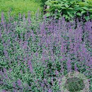 Nepeta 'Dropmore' GM P9