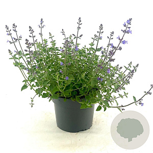 Nepeta 'Kit Cat' GM 2,0L