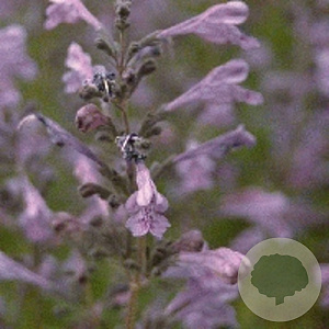 Nepeta sib. 'Souv. d'André Chaudr.' GM P9
