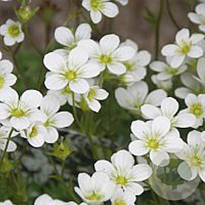 Saxifraga (A) 'Schneeteppich' GM P9