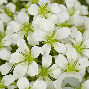 Saxifraga (A) 'Schneeteppich' GM P9