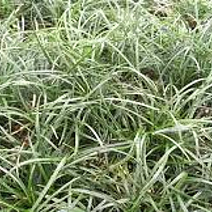 Ophiopogon 'Sparkler' GM P9