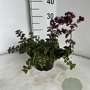 Origanum 'Rosenkuppel' GM 2,0L