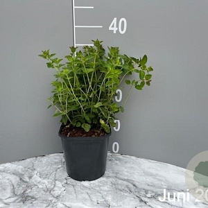 Origanum vulgare GM 2,0L