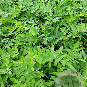 Osmunda regalis GM 2,0L