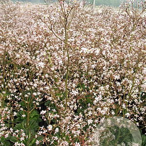 Saxifraga urbium GM P9